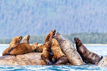 Steller sea lions (Eumetopias jubatus), haul out site, South Marble Islands, Glacier Bay National Park, UNESCO World Heritage Site, Alaska, United States of America, North America