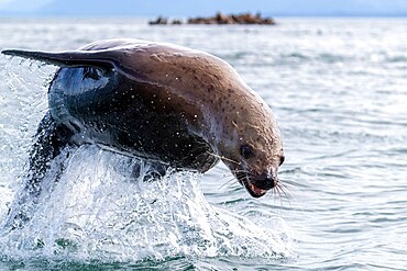 Adult Steller sea lion (Eumetopias jubatus), leaping, South Marble Islands, Glacier Bay National Park, Alaska, United States of America, North America