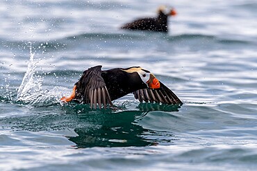 Tufted puffin (Fratercula cirrhata) taking flight at South Marble Island, Glacier Bay National Park, Alaska, United States of America, North America