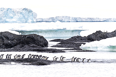 Adelie penguins (Pygoscelis adeliae), returning to sea from their breeding colony at Brown Bluff, Antarctica, Polar Regions