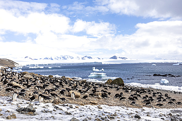 Adelie penguins (Pygoscelis adeliae), at their breeding colony at Brown Bluff, Antarctica, Polar Regions