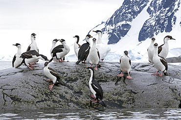 A group of adult Antarctic shags (Leucocarbo bransfieldensis), at breeding site on Booth Island, Antarctica, Polar Regions