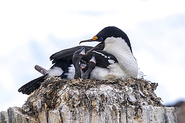 An adult Antarctic shag (Leucocarbo bransfieldensis), feeding chicks on Wiencke Island, Antarctica, Polar Regions