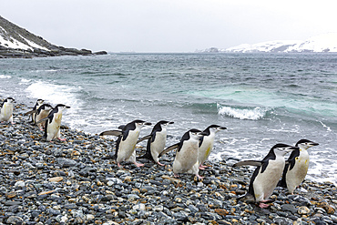 Chinstrap penguins (Pygoscelis antarcticus), on the beach at Coronation Island, South Orkney Islands, Antarctica, Polar Regions