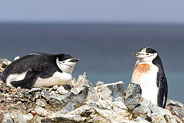 A pair of chinstrap penguins (Pygoscelis antarcticus), on Robert Island, South Shetland Islands, Antarctica, Polar Regions