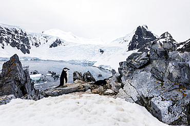 Chinstrap penguin (Pygoscelis antarcticus), nesting site high on the hill in Orne Harbor, Antarctica, Polar Regions