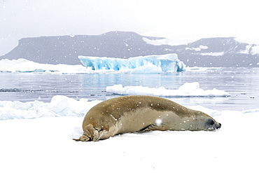 An adult crabeater seal (Lobodon carcinophaga), hauled out on the ice in Antarctic Sound, Weddell Sea, Antarctica, Polar Regions