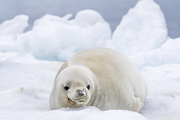 An adult crabeater seal (Lobodon carcinophaga), hauled out on the ice in Antarctic Sound, Weddell Sea, Antarctica, Polar Regions