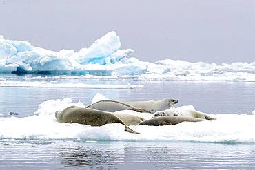 Adult crabeater seals (Lobodon carcinophaga), hauled out on the ice in Antarctic Sound, Weddell Sea, Antarctica, Polar Regions