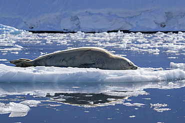 An adult crabeater seal (Lobodon carcinophaga), hauled out on the ice in Paradise Bay, Antarctica, Polar Regions