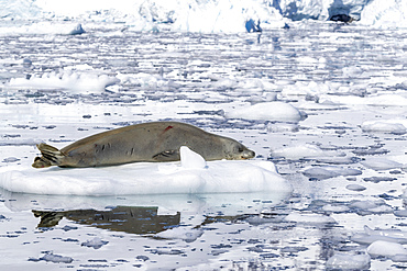 An adult crabeater seal (Lobodon carcinophaga), hauled out on the ice in Paradise Bay, Antarctica, Polar Regions