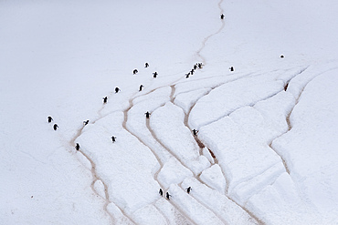 Adult gentoo penguins (Pygoscelis papua), walking on penguin highways, Danco Island, Antarctica, Polar Regions