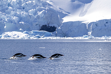 Adult gentoo penguins (Pygoscelis papua), porpoising in the sea to feed, Paradise Bay, Antarctica, Polar Regions