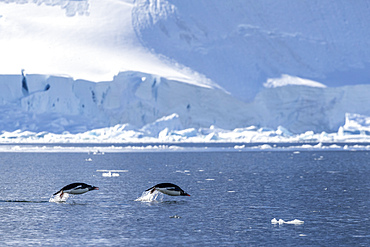 Adult gentoo penguins (Pygoscelis papua), porpoising in the sea to feed, Paradise Bay, Antarctica, Polar Regions