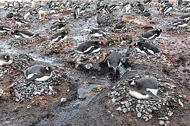 Adult gentoo penguins (Pygoscelis papua), on nests at Barrientos Island, South Shetland Islands, Antarctica, Polar Regions