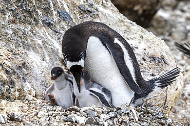 Adult gentoo penguin (Pygoscelis papua), feeding hungry chicks at Brown Bluff, Antarctica, Polar Regions