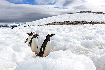 Adult gentoo penguins (Pygoscelis papua), walking on the penguin highway on Cuverville Island, Antarctica, Polar Regions