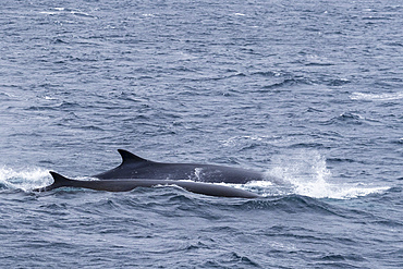 A pair of adult fin whales (Balaenoptera physalus), surfacing off Point Wild, Elephant Island, Antarctica, Polar Regions