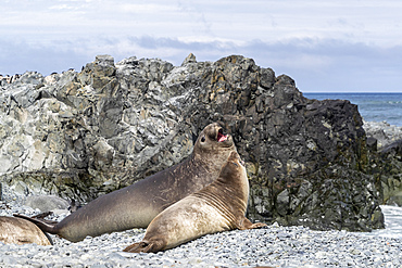 Adult male and female southern elephant seals (Mirounga leonina), on the beach at Robert Island, Antarctica, Polar Regions