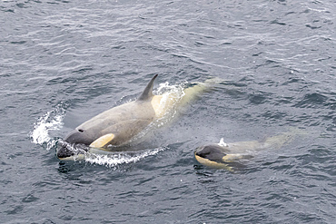 Ecotype Big B killer whales (Orcinus orca), surfacing in the Lemaire Channel, Antarctica, Polar Regions