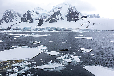 Ecotype Big B killer whale (Orcinus orca), surfacing amongst ice floes in Lemaire Channel, Antarctica, Polar Regions