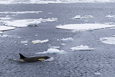 Ecotype Big B killer whale (Orcinus orca), surfacing amongst ice floes in Lemaire Channel, Antarctica, Polar Regions