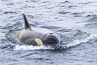 Ecotype Big B killer whale (Orcinus orca), surfacing in the Lemaire Channel, Antarctica, Polar Regions