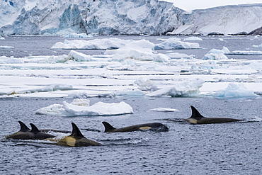 Ecotype Big B killer whales (Orcinus orca), surfacing amongst ice floes in the Lemaire Channel, Antarctica, Polar Regions