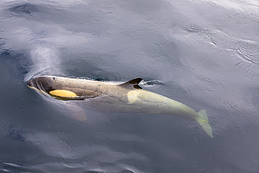 Ecotype Little B killer whale (Orcinus orca), surfacing in the Gerlache Strait, Antarctica, Polar Regions