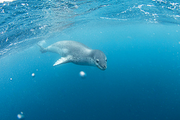 A curious adult leopard seal (Hydrurga leptonyx), underwater near Coronation Island, Antarctica, Polar Regions