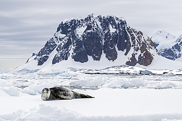 An adult leopard seal (Hydrurga leptonyx), hauled out on an ice floe at Booth Island, Antarctica, Polar Regions