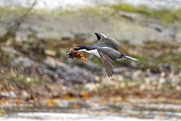 An adult imperial shag (Leucocarbo atriceps), returning to the nesting colony with nest material, Ushuaia, Argentina, South America