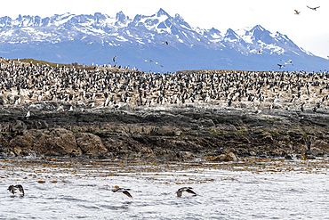 Imperial shag (Leucocarbo atriceps), breeding colony on small offshore islets near Ushuaia, Argentina, South America