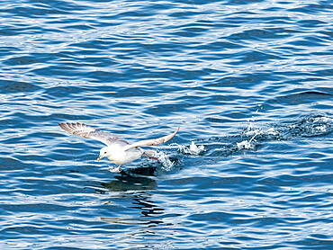 An adult northern fulmar (Fulmarus glacialis), taking flight off the east coast of Greenland, Polar Regions