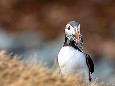 Adult Atlantic puffin (Fratercula arctica), returning to the nest site with fish (sand eels) for its chick on Grimsey Island, Iceland, Polar Regions