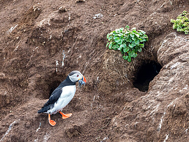 Adult Atlantic puffin (Fratercula arctica), returning to the nest site with fish (sand eels) for its chick on Grimsey Island, Iceland, Polar Regions