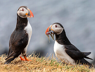 Adult Atlantic puffins (Fratercula arctica), returning to the nest site with fish (sand eels) for its chick on Grimsey Island, Iceland, Polar Regions