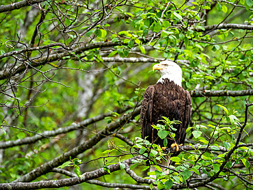 An adult bald eagle (Haliaeetus leucocephalus), in the Inian Islands, Southeast Alaska, United States of America, North America