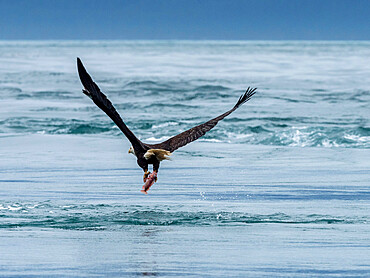 Adult bald eagle (Haliaeetus leucocephalus), dive bombing for a fish in the Inian Islands, Southeast Alaska, United States of America, North America