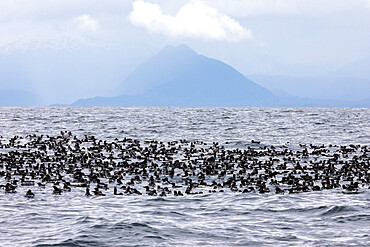 Common murres (Uria aalge), gathering at St. Lazaria Island, Sitka Sound, Southeast Alaska, United States of America, North America