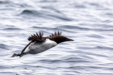 An adult common murre (Uria aalge), taking flight at St. Lazaria Island, Sitka Sound, Southeast Alaska, United States of America, North America