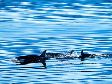 A pod of killer whales (Orcinus orca), near Alert Bay, Cormorant Island, British Columbia, Canada, North America