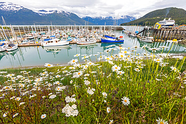 View of the harbor in Haines, Southeast Alaska, United States of America, North America