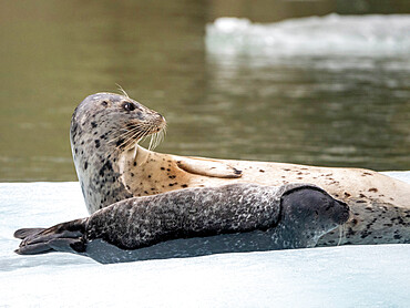 Harbor seal (Phoca vitulina), mother and pup on ice at South Sawyer Glacier, Tracy Arm, Southeast Alaska, USA.