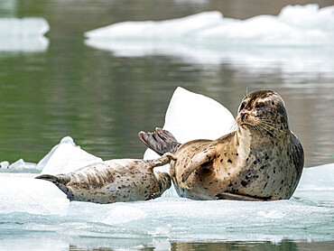 Harbor seal (Phoca vitulina), mother and pup on ice at South Sawyer Glacier, Tracy Arm, Southeast Alaska, United States of America, North America