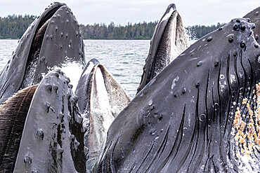 Adult humpback whales (Megaptera novaeangliae), bubble-net feeding in Sitka Sound, Southeast Alaska, United States of America, North America