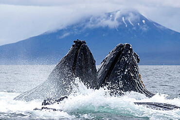 Adult humpback whales (Megaptera novaeangliae), bubble-net feeding in Sitka Sound, Southeast Alaska, United States of America, North America