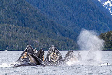 Adult humpback whales (Megaptera novaeangliae), bubble-net feeding in Sitka Sound, Southeast Alaska, United States of America, North America