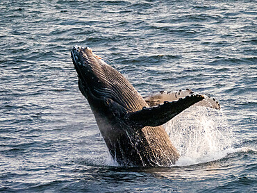 Young humpback whale (Megaptera novaeangliae), breaching at sunset in Peril Strait, Southeast Alaska, United States of America, North America