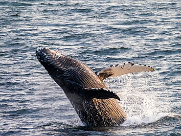 Young humpback whale (Megaptera novaeangliae), breaching at sunset in Peril Strait, Southeast Alaska, United States of America, North America